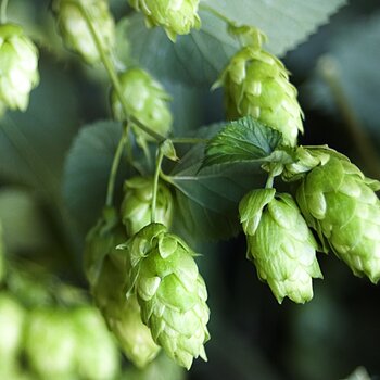 Hopfen