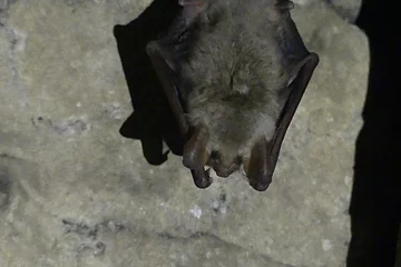 Fledermaus